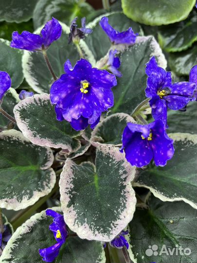 Сортовые фиалки