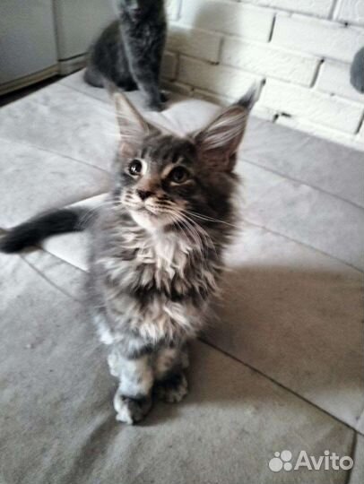 Симпатичные мейн-куны