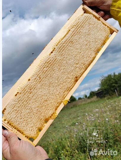 Мед в сотах