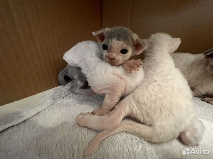 Котята девон рекс