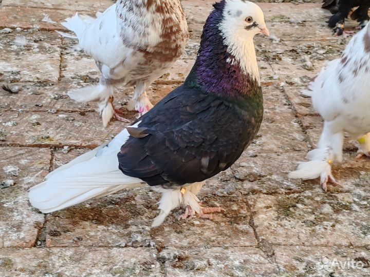 Узбекские Голуби Андижанские голуби