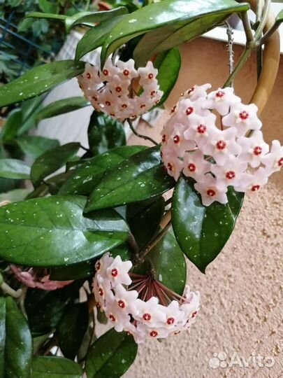 Манстера, герань душистая,ципперус,хойя