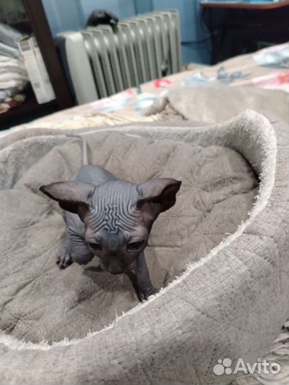 Канадский сфинкс котенок мальчик