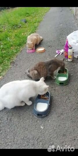 Котик и кошки в добрые руки