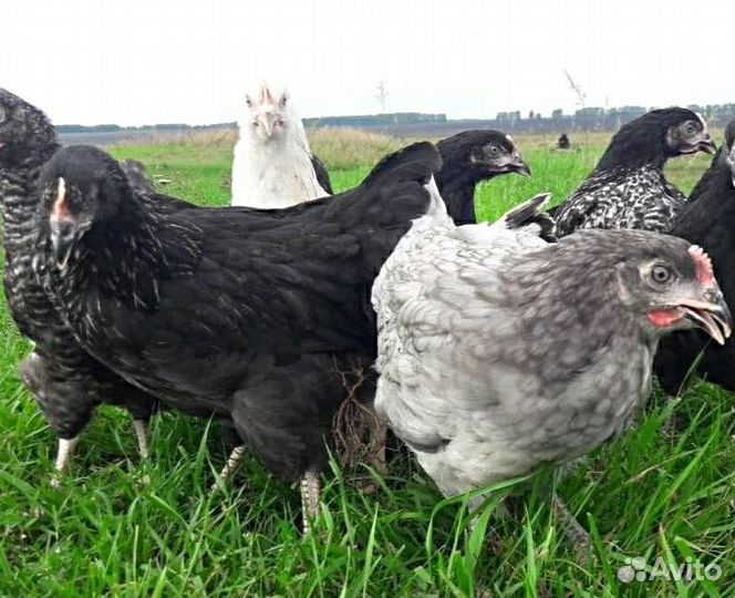 Куры молодки несушки