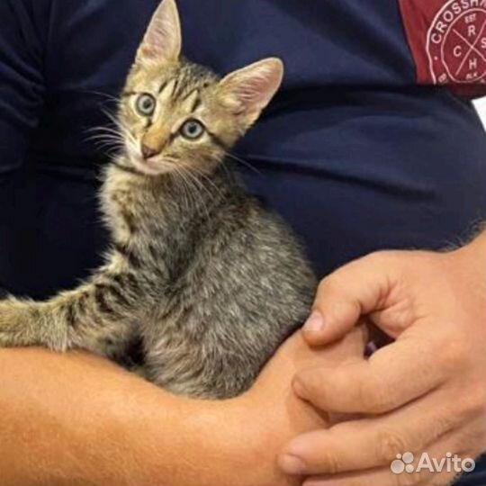 Кошки в добрые руки бесплатно