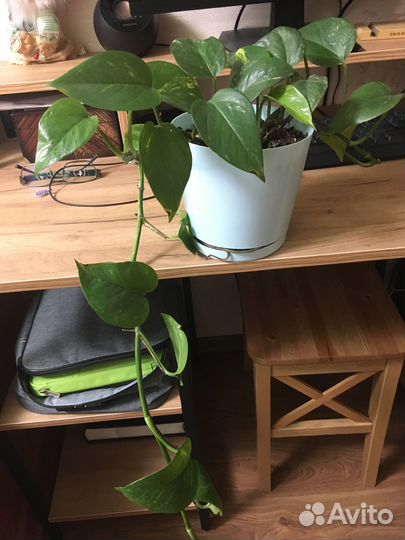 Вьющиеся растения