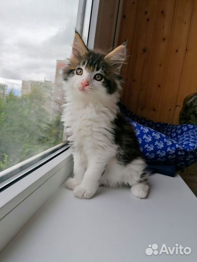 Котята мейн-кун