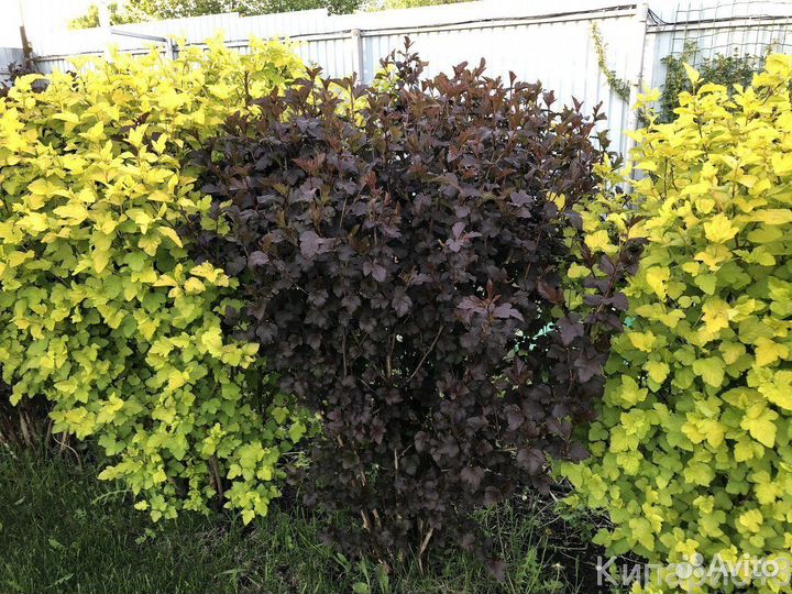 Кизильник для живой изгороди