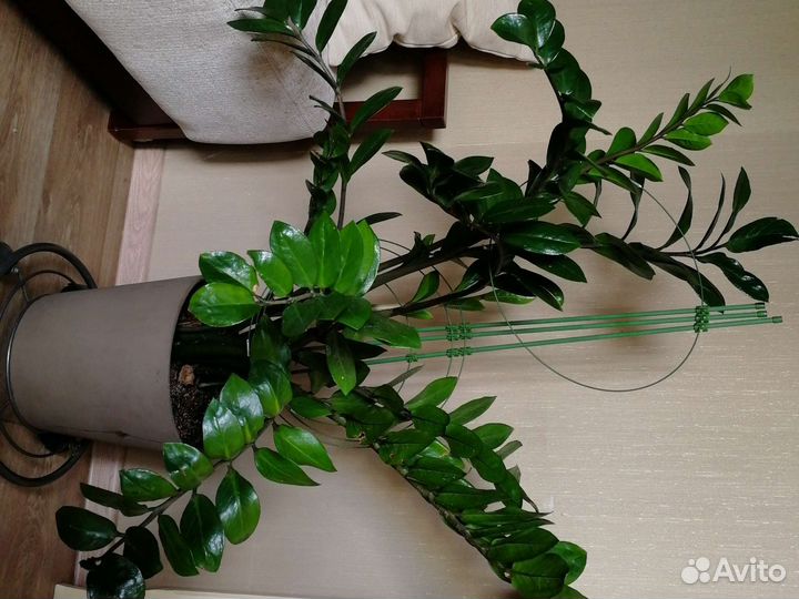 Замиокулькас долларовое дерево