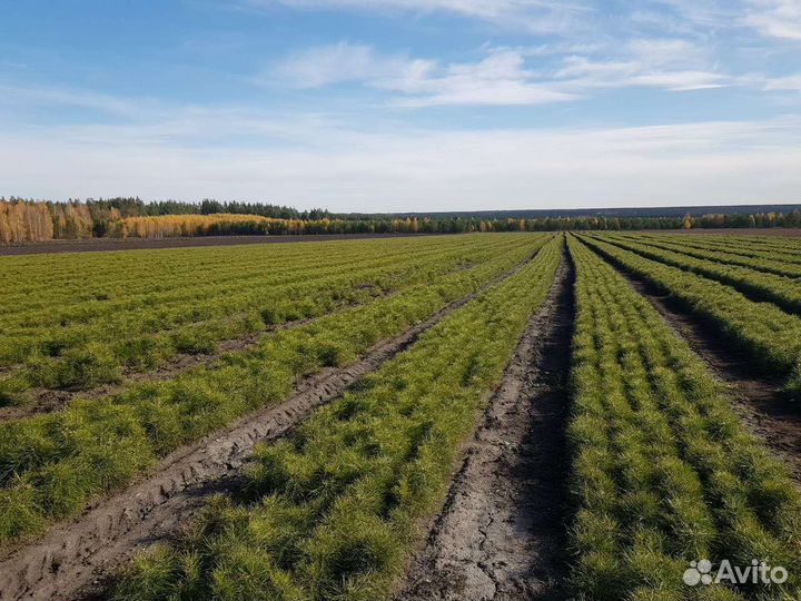 Сеянцы сосны обыкновенной