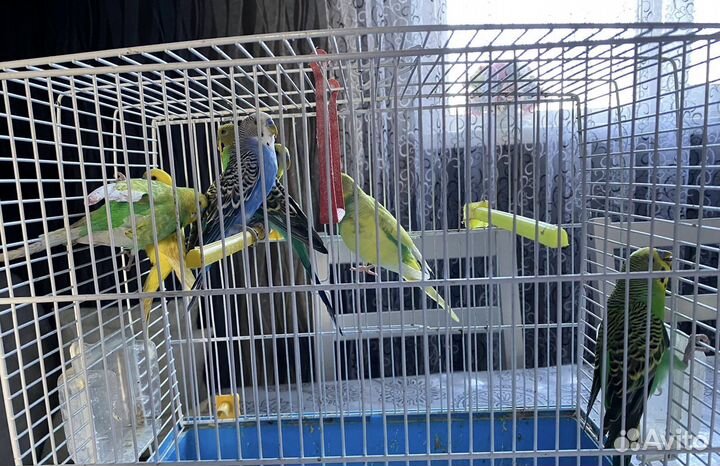 Волнистый попугай