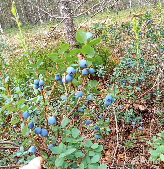 Голубика лесная