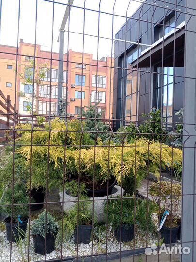 Можжевельники в ассортименте