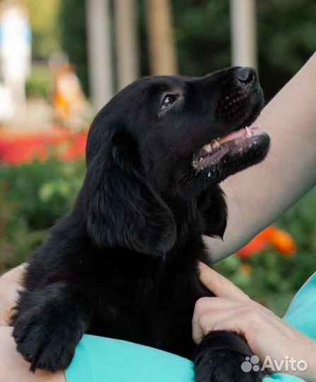 Прямошерстный ретривер