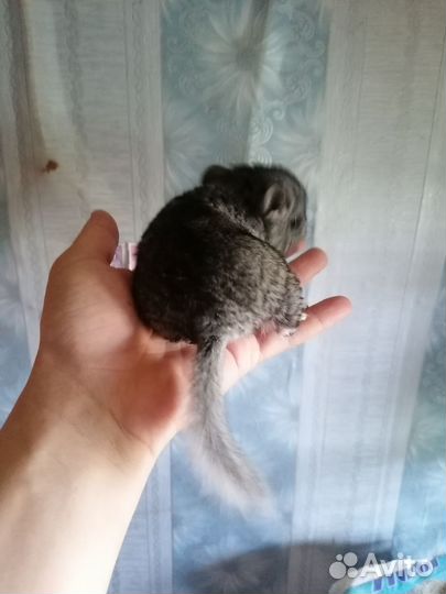 Шиншилла