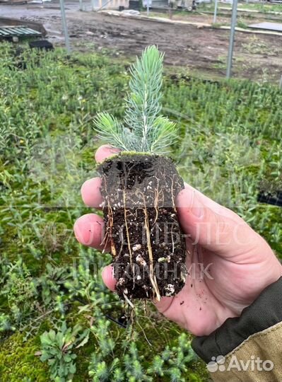 Голубая ель зкс сеянцы