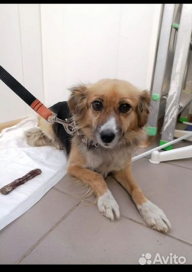 Собака бесплатно