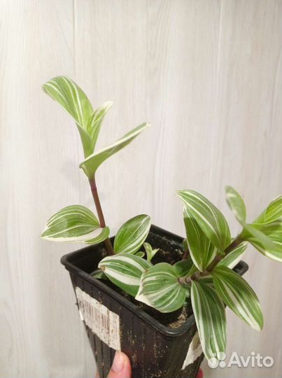 Традесканция