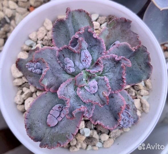 Echeveria Speed Bumps