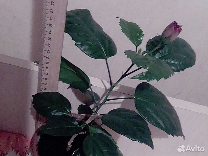 Декоративный,но живой цветок.Роза