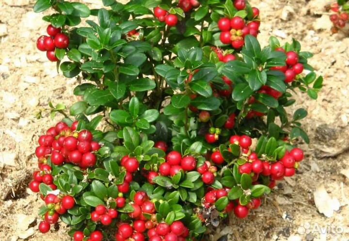 Черника, брусника, клюква