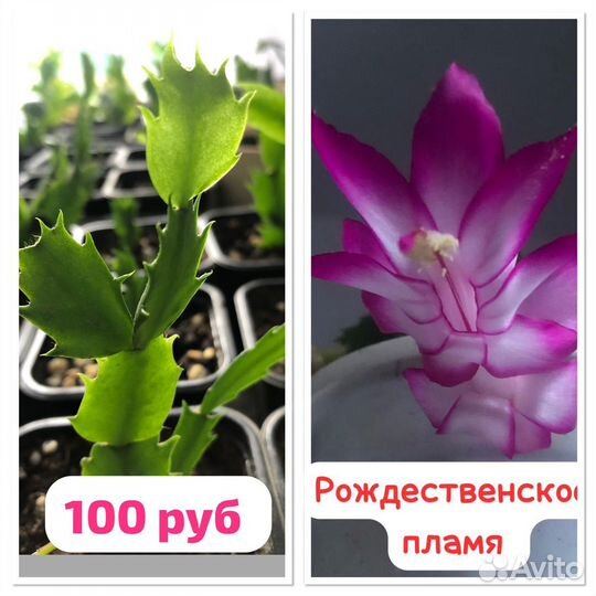 Декабрист шлюмбергера сортовые