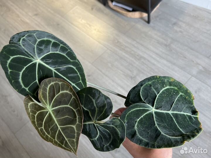 Антуриум кларинервиум