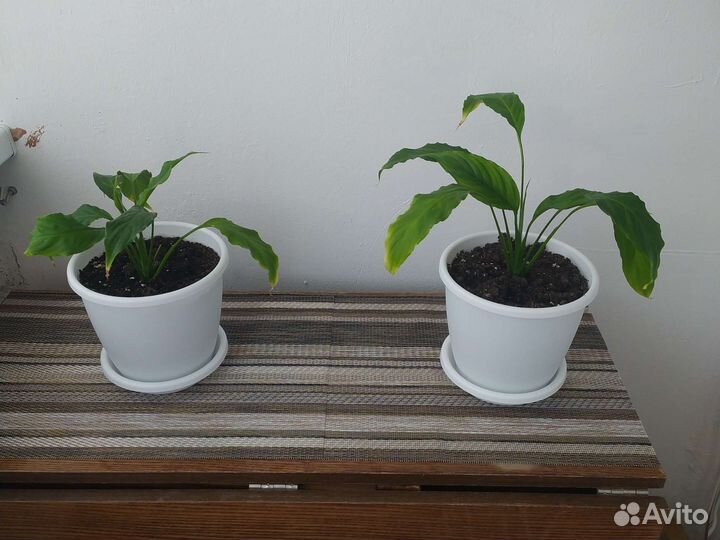 Спатифиллум