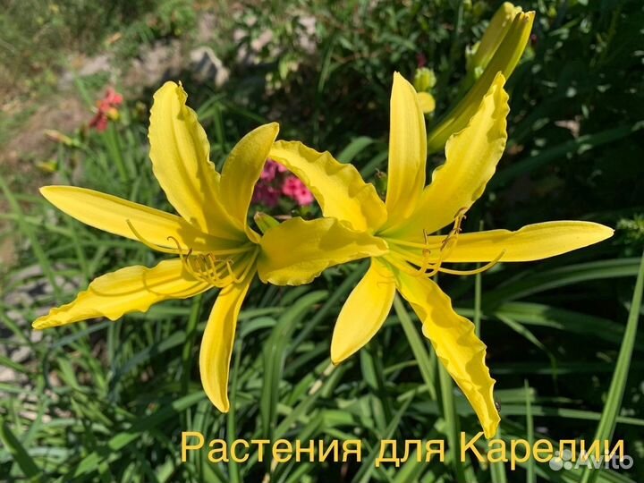 Лилейники