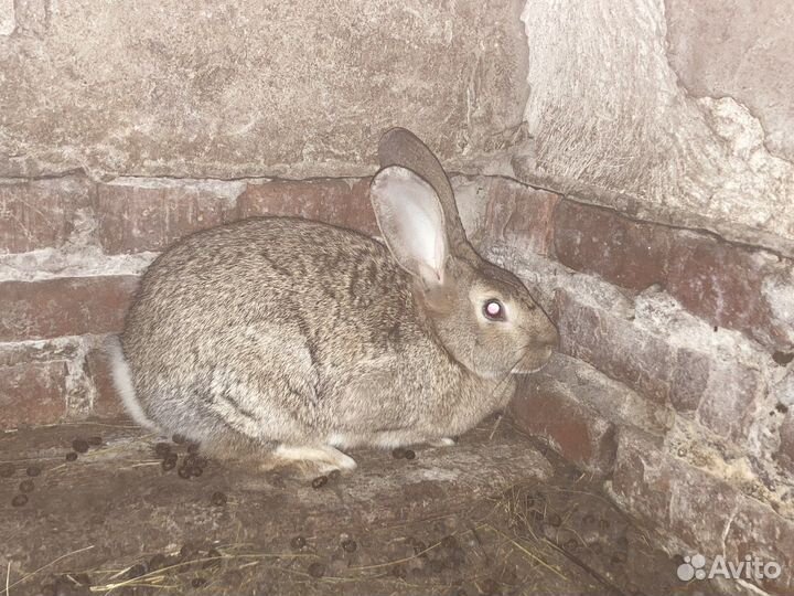 Кролики на племя