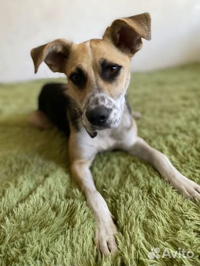 Ищет дом не крупная Собачка Ява