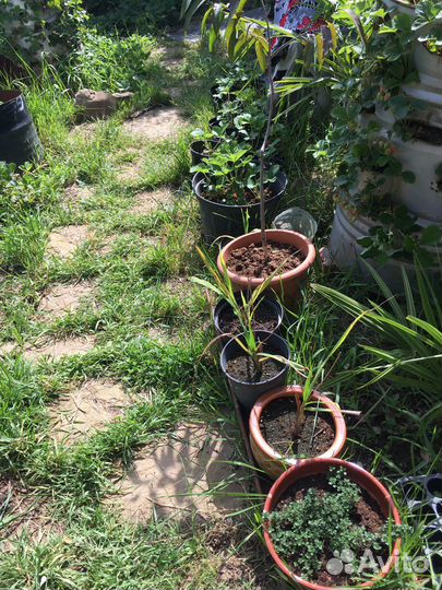 Лемонграсс