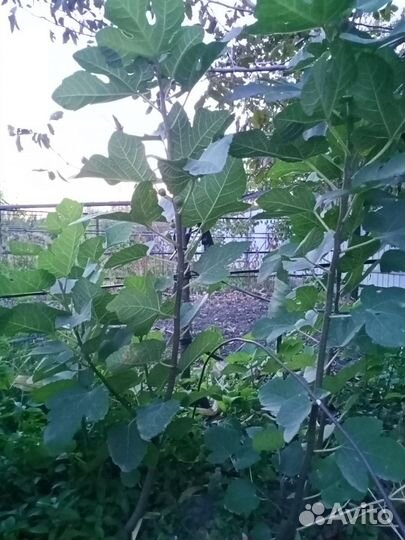 Саженцы инжира