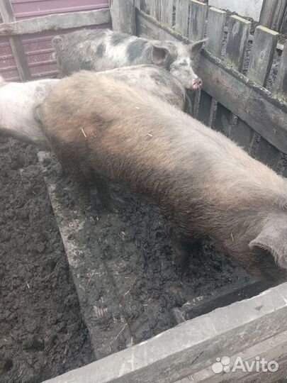 Хряк на племя