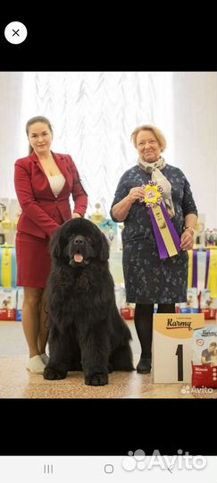 Ньюфаундленд вязка