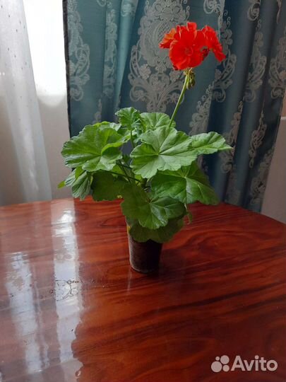 Пеларгония герань зональная