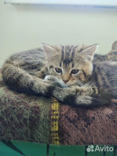 Котята в добрые руки бесплатно девочка