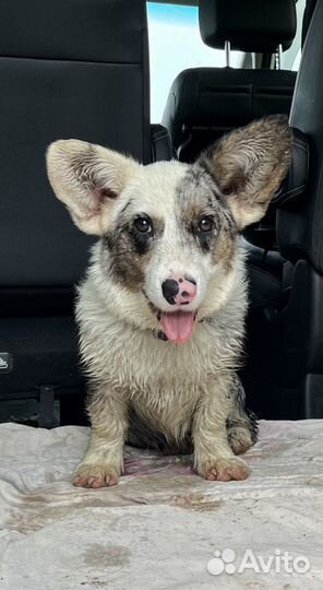 Вельш-корги кардиган мраморный