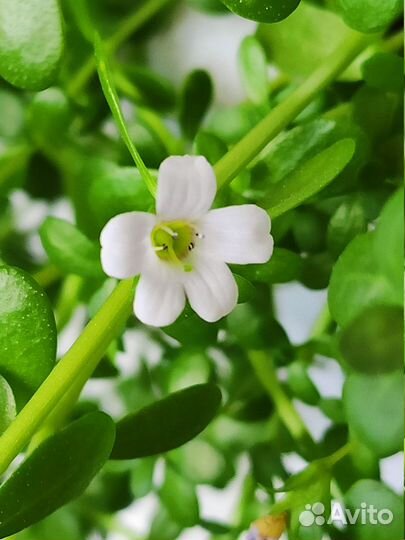 Брами (Bacopa moneri)