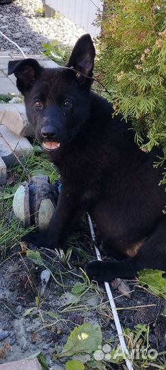 Супер щеночки