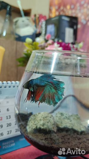 Рыбка петушок с аквариумом