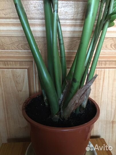 Замиокулькас