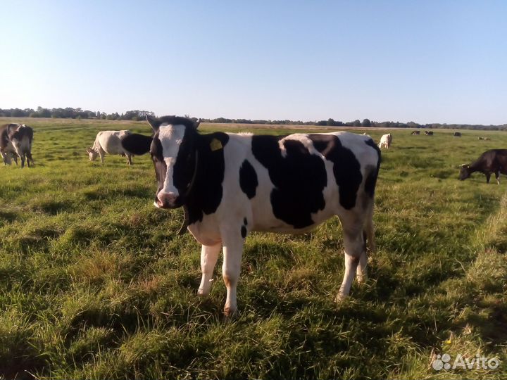 Телки стельные