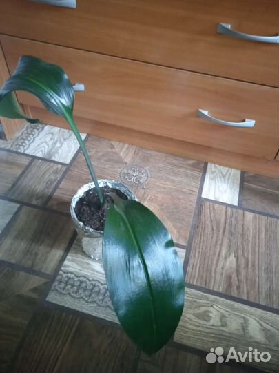 Эухарис(Амазонская лилия)