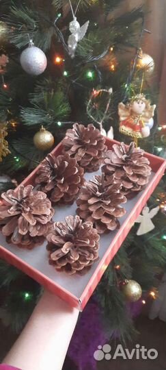 Крымская шишка набор