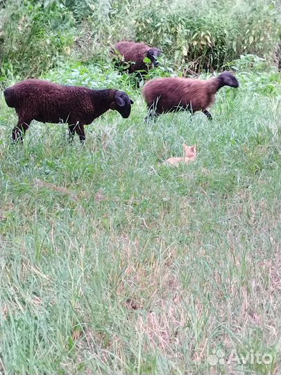 Баранина тушками