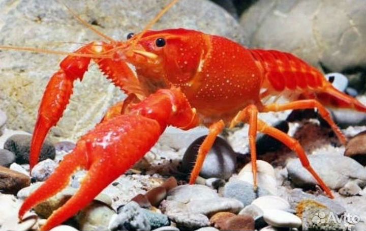 Рак красный яркий флоридский 10см в аквариуме
