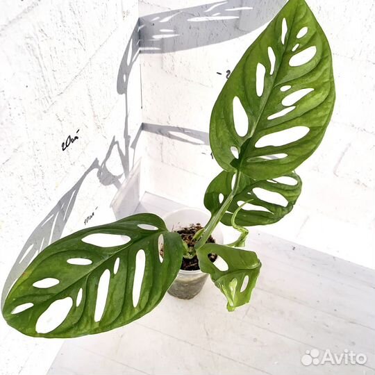 Монстера манки маск