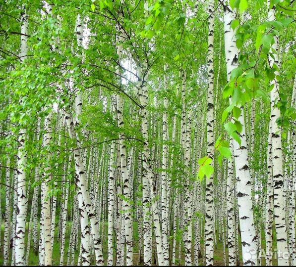 Береза на дрова